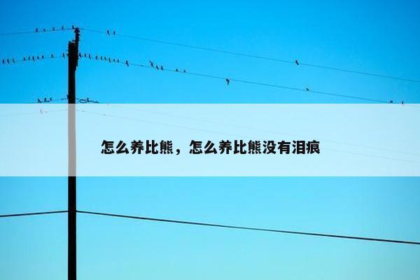 怎么养比熊，怎么养比熊没有泪痕