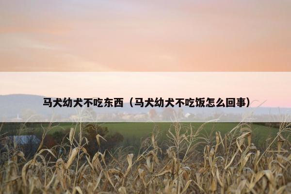 马犬幼犬不吃东西（马犬幼犬不吃饭怎么回事）