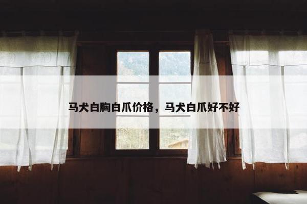 马犬白胸白爪价格，马犬白爪好不好