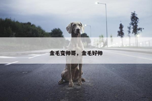 金毛变帅哥，金毛好帅