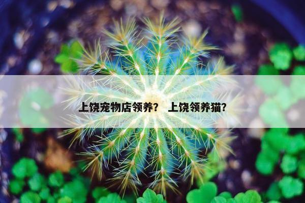 上饶宠物店领养？ 上饶领养猫？