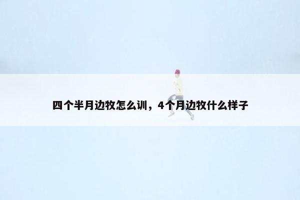 四个半月边牧怎么训，4个月边牧什么样子