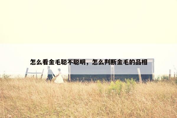 怎么看金毛聪不聪明，怎么判断金毛的品相