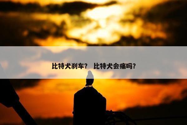 比特犬刹车？ 比特犬会痛吗？