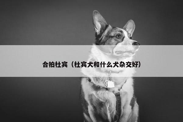 合拍杜宾（杜宾犬和什么犬杂交好）