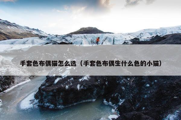 手套色布偶猫怎么选（手套色布偶生什么色的小猫）