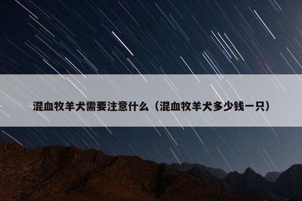 混血牧羊犬需要注意什么（混血牧羊犬多少钱一只）