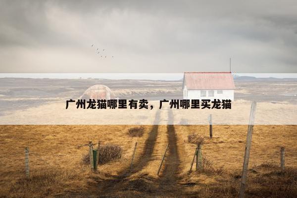 广州龙猫哪里有卖，广州哪里买龙猫