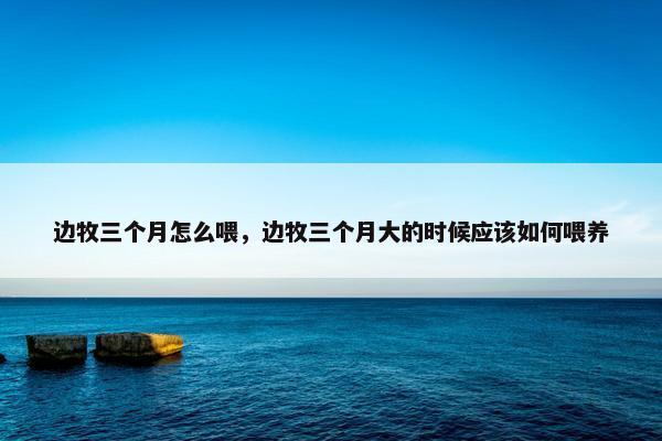 边牧三个月怎么喂，边牧三个月大的时候应该如何喂养