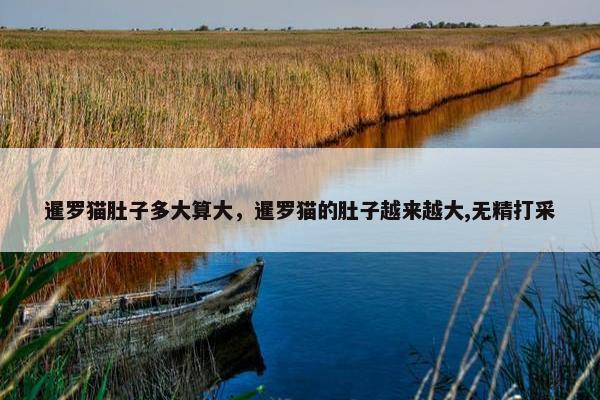 暹罗猫肚子多大算大，暹罗猫的肚子越来越大,无精打采