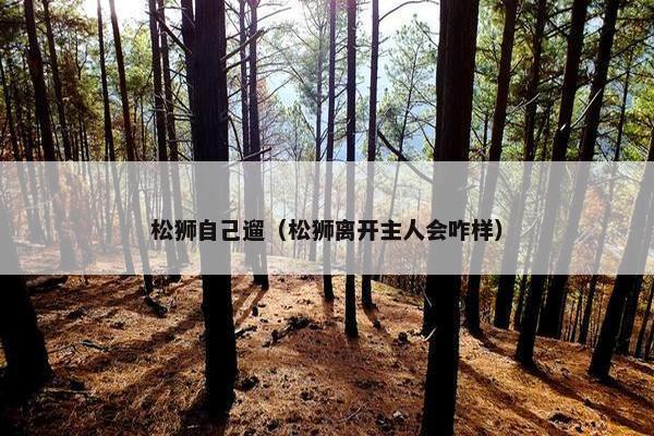 松狮自己遛（松狮离开主人会咋样）
