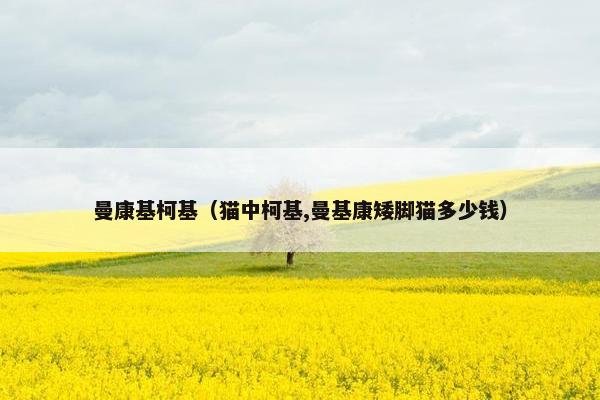 曼康基柯基（猫中柯基,曼基康矮脚猫多少钱）