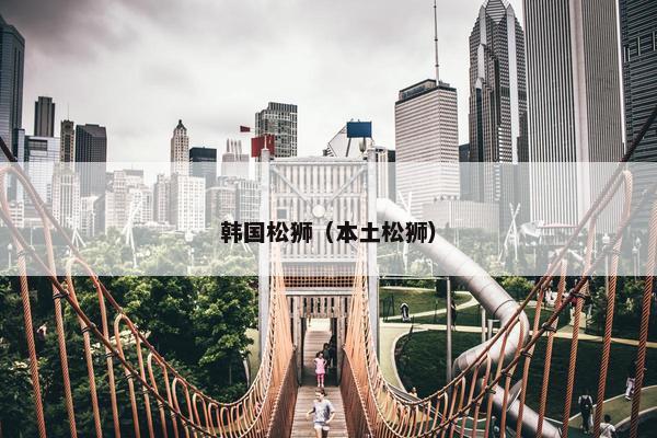 韩国松狮（本土松狮）