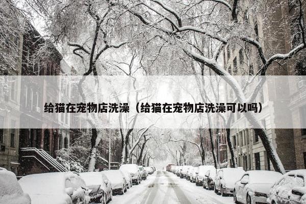 给猫在宠物店洗澡（给猫在宠物店洗澡可以吗）