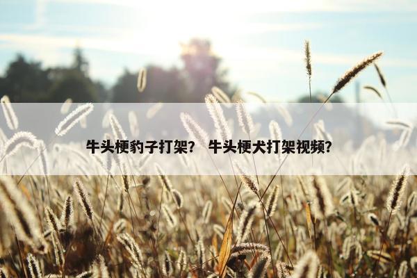 牛头梗豹子打架？ 牛头梗犬打架视频？