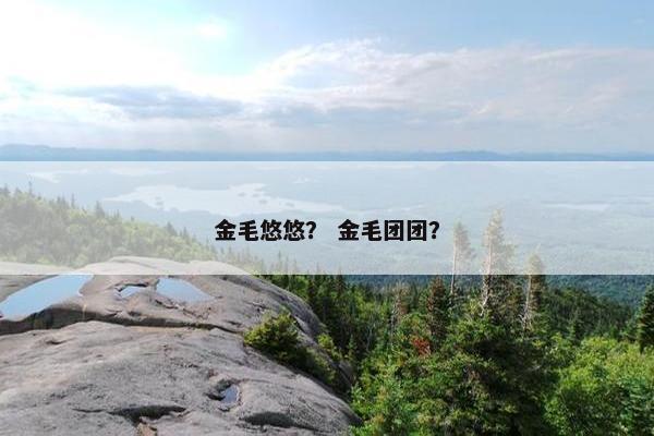 金毛悠悠？ 金毛团团？