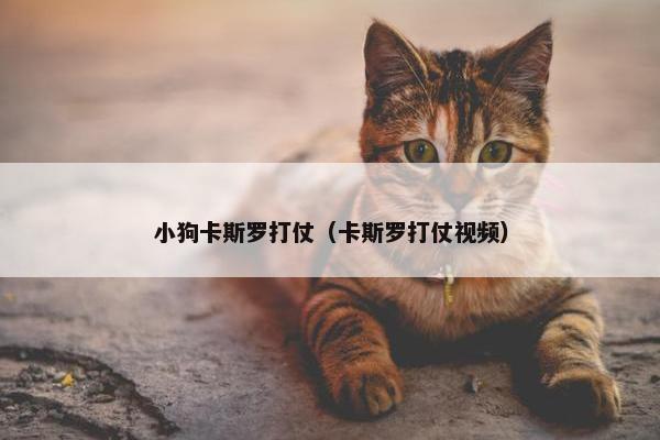 小狗卡斯罗打仗（卡斯罗打仗视频）