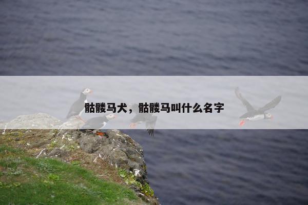 骷髅马犬，骷髅马叫什么名字