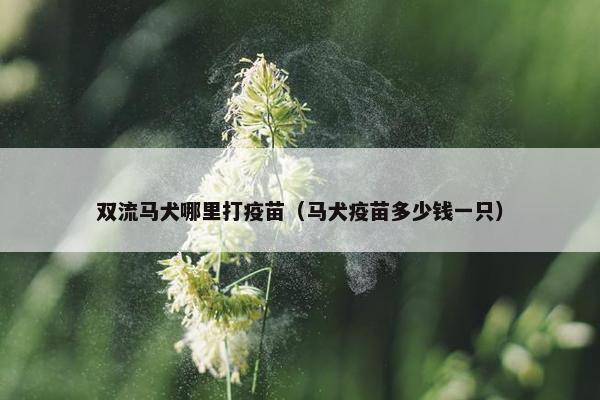 双流马犬哪里打疫苗（马犬疫苗多少钱一只）