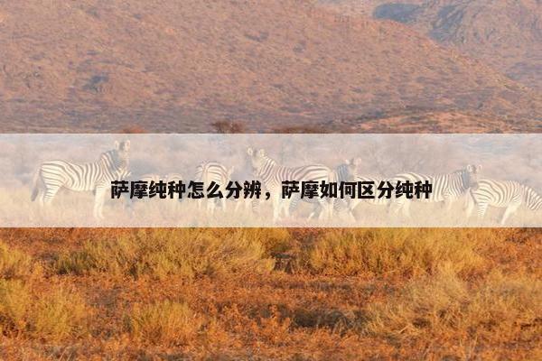 萨摩纯种怎么分辨，萨摩如何区分纯种